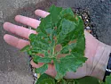 What's happening to my grapevine leaves?  |  Hi,I've noticed on two of the grapevine plants we recently planted,...