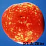 White spots on tomatoes | next thread &raquo;