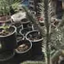 Need advice - baby monkey-puzzle tree  | &laquo; previous thread