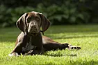 Dog shoots man in the back after accidentally stepping on trigger  | next thread &raquo;