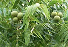 Do black walnuts damage the grass?  |  On Fri, 29 Oct 2021 16:27:47 -0400, micky     snipped-for-privacy@fmguy.com...