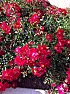 What is this plant called?  |  I saw this shrub in the neighborhood. Anyone knows the name and can I buy it at...