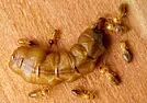 Termite Queens  | next thread &raquo;
