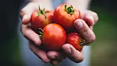 Tomato Roots  |  Why do people need to post claims with nothing to back them up... I seriously...