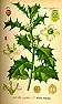 small privacy trees  |  I can plant to give privacy and enforce my land boards? I live in...