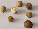 Insect identification: "jumping eggs" in the Sacramento Valley | next thread &raquo;