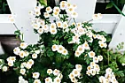 Shrub Identification Please!  |  Hi All, I wondered if anyone could please identify this beautifulwhite-flowering...