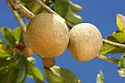 Mystery fruit from Northern California  |  Hi all,I've got this weird fruit that I found in the Menlo Park, CA, area....