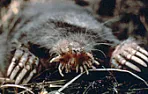 Tunnelling critters  | &laquo; previous thread
