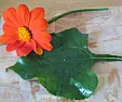 Plant identification  |  Hi, this is my first post here. I was hoping someone could identify thetwo...