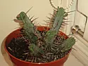 Is this an  Euphorbia Enopla ?  | next thread &raquo;
