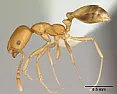 pharoah ants  |    Not sure  -  but you might have some bad advice  -   if it's   pharoah...