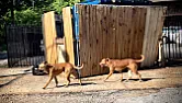 Where dogs own the streets...   9,000 roam Dallas...  | &laquo; previous thread