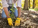 Digging Holes for planing trees |  I live in New England. I'm trying to plant a line of screen trees(Emerald...