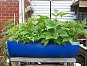 Aquaponic Gardening |  Hi,I'm obviously new here and would like to introduce people to...