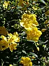 Trip to Ness Gardens has sparked many ID questions! (HELP?)  |  Hey there i recently paid a visit to Ness Botanical Gardens to sparksome...