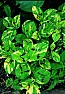 Hebe or not Hebe |  Hi --    Two seasons ago I bought a few liners from a nursery in NJ.They were...