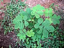 can anyone identify this plant growing in the garden?  | &laquo; previous thread