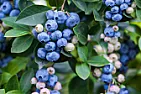 Blueberry cross-fertilization  |  Is it necessary?I finally -- after waiting literally decades! -- got a pair...