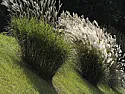 Drax aiming for 50% biomass in next few years  |  This may be old news to some here, but seen on Countryfile, Sundayevening. BBC...
