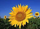 Black Eyed Susans |  There are many species of black-eyed susans, but the majority sold will beeither...