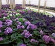 In search of tiny plants! |  Looking for very small, very light plants, nothing over 1 inch in height orwidth...