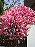 Beautiful tree in bloom  |  From the central Oregon coast.  Anyone have an idea what this one is? Thanks...