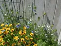 Please -- what is this plant ? (photo shown)  |  It is a perennial in the midwest -- flowers like crazy in the spring. It's...