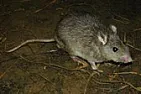 Rodenticide Rule Changes  | next thread &raquo;