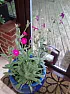 Can anyone identify these plants please?  |  Hi, trying to idenetify the attached, the tree was growing in the gardenwhen we...