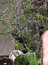 Plant Identification  |  Can someone please help me to identify this shrub?The picture was taken from a...