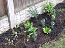 Identify these cuttings?  |  Hi we added these cuttings from a friend's garden.I wonder if anyone can...