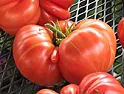 Re: Big Tomato |  They almost look like beef stake tomatoes, my father's favorite; greatfor...