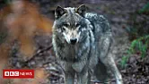 Wolves return to Netherlands after 140 years  |  Wolves return to Netherlands after 140 years By Anne-Marie Bullock, 9 April 2019...