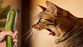 Cat vs. cucumber  | next thread &raquo;
