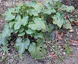 Can anyone identify this plant?  |  http://www.paramind.net/plant1.jpg--Robert PearsonParaMind Brainstorming...
