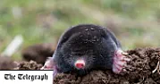 DIY mole removal  | next thread &raquo;