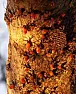 can any one identify these bugs? |  Need a good, cheap, knowledge expanding present for yourself or a friend?...