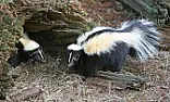 Skunk problems - YUCK! |  First of all - Around here a common thing that attracts them, besides garbage,...