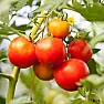 pepper fruit set is low |    Out of my 6 pepper plants, 1 appears to be a bit stunted and shorter - it is...