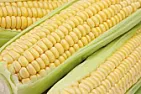 Lost corn?  |  The stalks look healthy, but they are already making tassels, withnary sign of...