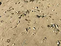 Strange sand casts  | next thread &raquo;