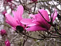 Help with identification of tree  |  Wonder if anybody can clear up some confusion here. Please see thephoto, with...
