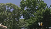 Chopping Down Own Trees Nets L.I. Man $22,500 In Village Fines  |  NE shithole Chopping Down Own Trees Nets L.I. Man $22,500 In Village Fines...