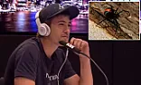 Australian apprentice vs dangle grinder  |  Seems Australian apprentices have a harder time than any working for Adam ......