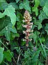 Controlling Ivy  |  I have Ivy growing along the side wall of my garage - I planted it when the ...