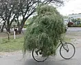 The Grass Is Greener When You Don't Mow. |  A painless method to reduce the human impact on the environment is tostop mowing...
