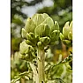 Any of you guys ever grow artichokes?  | next thread &raquo;