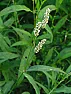 what plant is it? |  hello, I'm sorry for my English but I'm Italian girl..... I've...