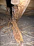 Anyone identify the type of rot from picture?  |  Wife noticed a dip at one end of the roof of an old outhouse where she does some...